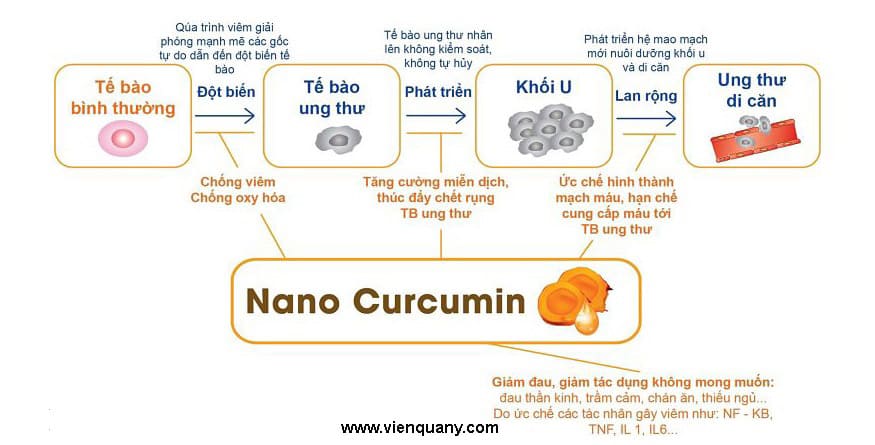 Sử dụng nano curcumin tam thất xạ đen đúng cách, hiệu quả cao